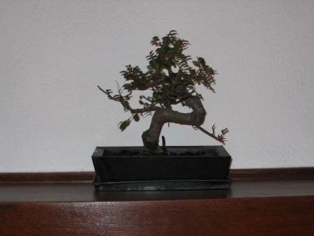 mon banzai